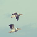 Pelicans in flight with vintage effect Royalty Free Stock Photo