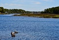 Pelicans floating in the harbor Royalty Free Stock Photo