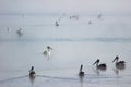 Pelicans floating on misty water Royalty Free Stock Photo