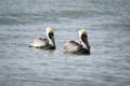 Pelicans floating in ocean Royalty Free Stock Photo