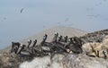 Pelicans flock on Ballestas Islands