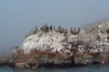 Pelicans flock on a rock.