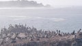 Pelicans flock, rocky cliff island, ocean, Point Lobos, California. Birds flying