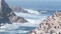 Pelicans flock, rocky cliff island, ocean, Point Lobos, California. Birds flying