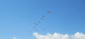 Pelicans flock in the sky