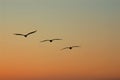 Pelicans fly in formation against a sunset sky. Royalty Free Stock Photo