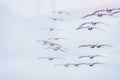 Pelicans fly over the Golden Gate Bridge in San Francisco, California Royalty Free Stock Photo