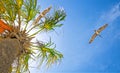 Pelicans Fly Over a Palm Tree on a Beach in Florida Royalty Free Stock Photo