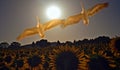 Pelicans fly over a sunflower field in front of the morning sun Royalty Free Stock Photo