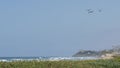 Pelicans fly in sky, California pacific coast USA. Birds and ocean beach. Flock of pelecanus in air. Royalty Free Stock Photo