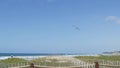 Pelicans fly in sky, California pacific coast USA. Birds and ocean beach. Flock of pelecanus in air. Royalty Free Stock Photo