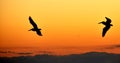 Pelicans flying against the afternoon sunset