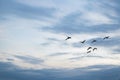 Pelicans Flying at Blue Sky Royalty Free Stock Photo