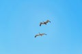 Pelicans Flying at Blue Sky Santa Elena Ecuador Royalty Free Stock Photo