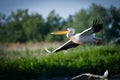 Pelicans flying in the Danube Delta Biosphere Reserve in Romania. Royalty Free Stock Photo