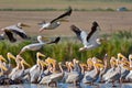 Pelicans flying in Danube Delta, Romania Royalty Free Stock Photo