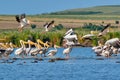 Pelicans flying in Danube Delta, Romania