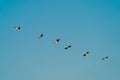 Pelicans flying in the Danube Delta Royalty Free Stock Photo