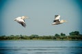 Pelicans flying in the Danube Delta, Romania Royalty Free Stock Photo