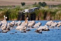 Pelicans flying in Danube Delta, Romania Royalty Free Stock Photo