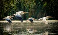 Pelicans flying in the Danube Delta, Romania Royalty Free Stock Photo