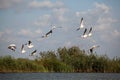 Pelicans flying in delta landscape