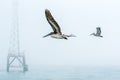 Pelicans flying on a foggy day Royalty Free Stock Photo