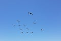 Pelicans flying in formation against a clear blue sky - La Jolla, California