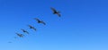 Pelicans flying over in formation Royalty Free Stock Photo