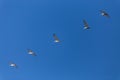 Pelicans Flying In Formation Royalty Free Stock Photo