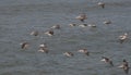 Pelicans flying in formation. Great colony of Brown Pelicans flying in the blue sky Royalty Free Stock Photo