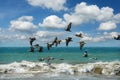 Pelicans flying in formation over the ocean