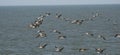 Pelicans Flying in Formation Over the Pacific Ocean Royalty Free Stock Photo