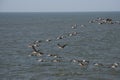 Pelicans Flying in Formation Over the Pacific Ocean Royalty Free Stock Photo