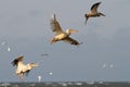 Pelicans flying in formation Royalty Free Stock Photo