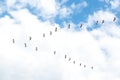 Pelicans flying. Formation of pelicans flying for food Royalty Free Stock Photo