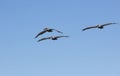 Pelicans Flying At La Jolla California