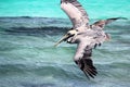 Pelicans flying