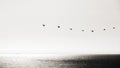 Pelicans flying in a line over the ocean with a tanker in the background in black and white Royalty Free Stock Photo