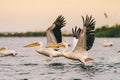 Pelicans flying low above water in Danube Delta Royalty Free Stock Photo