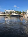 Pelicans in the bayou