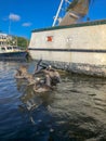 Pelicans in the bayou Royalty Free Stock Photo