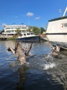 pelicans in the bayou Royalty Free Stock Photo