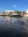 pelicans in the bayou Royalty Free Stock Photo