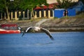 Pelicans flying in the Danube Delta Biosphere Reserve in Romania. Royalty Free Stock Photo