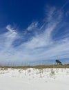 Pelicans flying over dunes at Henderson Beach State Park Florida Royalty Free Stock Photo