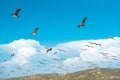 Flock of Pelicans Flying Over the Hills, Beautiful Cloudy Blue Sky Background Royalty Free Stock Photo