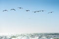 Pelicans flying over the ocean Royalty Free Stock Photo