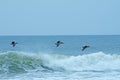 Pelicans Flying Over the Ocean Waves Royalty Free Stock Photo