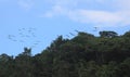 Pelicans Flying Over Rainforest Royalty Free Stock Photo